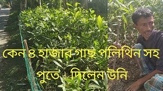 ইউক্যালিপ্টাস গাছ ।।ইউক্যালিপ্টাস গাছ এর চারা পলিথিন সহ লাগিয়ে  রাখা ।হয় কেন । Eucalyptus plants