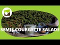 Comment faire ses semis de courgette et salade ?