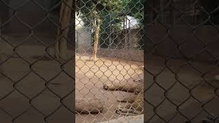 Cute Lion King|Lion Family sleeping in zoo #lion #lionking #bigcat #pets #animal #tiger #shorts #cub