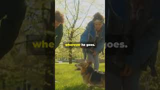 Dog Journey  From Paws to Adventure #shorts #dog #doglover