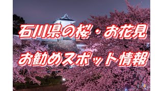 【石川県】桜・お花見スポット情報＜15選＞