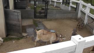 【和歌山県】[紀美野町](動物園)和歌山県動物愛護センター７