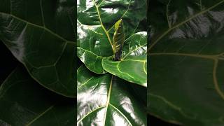 #fiddleleaffig #timelapse #フィカスリラータ #タイムラプス #ficuslyrata #カシワバゴム #houseplants #観葉植物