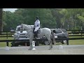 david o connor u0026 paramount importance advanced dressage