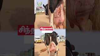 இந்த ஒரு மாடு புடிச்சாலும் நல்ல தரமான மாடா இருக்கு #vivasayaarvalargal #farming #cow #shorts