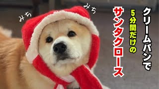 秋田犬ともぐら家族　はる、気難しい大型犬にサンタコスプレをおねだりする