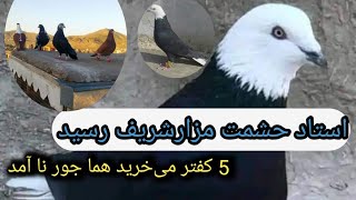 استاد حشمت مزارشریف رسید. 5 کفتر میخرید هما جور نا آمد ببيند او لذت ببرید