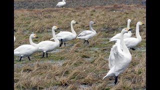 コハクチョウが福井県越前市に飛来　約60羽、田んぼで羽休め