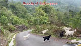 Kaffergaon Tour Guide / Kalimpong Offbeat Places/ Kalimpong Sightseeing/ কাফেরগাঁও