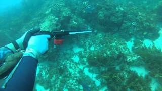 Blue Lungs-Freedive Spearfishing Southern WA