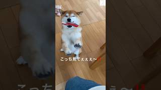 柴犬がおもちゃを独り占め！？困惑するチワワの反応が可愛い🤣　#柴犬　#チワワ　#かわいい犬 #犬　#shorts