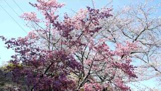 オカメ桜と染井吉野桜　山麓苑