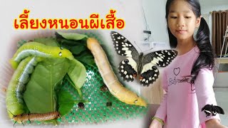 เลี้ยงหนอนผีเสื้อ | น้องวาวา Wawa kid channel