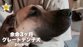 良くなった気がしてた。一気に体調急降下。グレートデン子犬