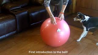 Treibball training: Deacon's first introduction to the ball