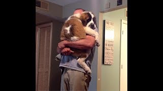 Soo Cute! Cats and dogs wants to be held like baby
