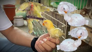 Raza Lovebirds Mutation Breeding Setup Cage Breeding