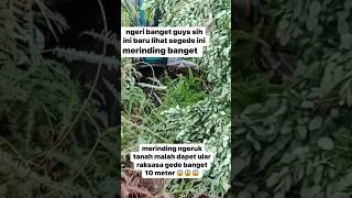 🔴 NGERI BANGUET GAES DAPET ULAR RAKSASA 10METER #ularphiton  #ularberbahaya  #ularsiluman