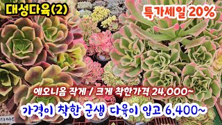 대성다육 (2) 예전 가격의 비할수없이 착한 가격 6,400~ 다육이 #웨딩부케 핑크여왕 포세이돈