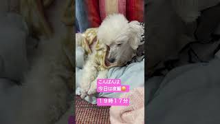 #犬#おじいちゃん犬#癒し#今日は夜編#冬時間#2025#トイプードル