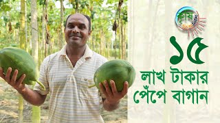 পেঁপেই বদলে দিয়েছে আবুল কালামের দিন | Shykh Seraj | Bangladesh Television |