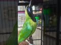 BURUNG CUCAK HIJAU KEPALA KUNING GACOR