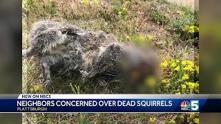 Plattsburgh Area Neighbors Concerned Over Dead Squirrels