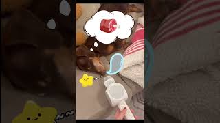 寝てる間も可愛すぎ！わんこのぐーぐー寝顔集🐾💤 #shortsvideo #いぬ