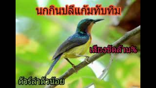 เสียงนกกินปลีแก้มทับทิม เสียงคมชัด