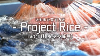 【これを見たら誰でもお米を育てられます④】種もみの催芽。 Anyone can grow rice if you see this.