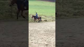 Reiten am langen zügeli