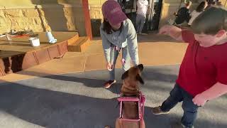 KID RUNS UP TO SERVICE DOG 🛑 No! (READ DESCRIPTION)