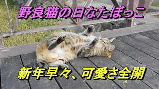 野良猫のマローネが新年早々、可愛さ全開　Stray Cat Marrone's Sunbathing is too cute  2025年1月4日撮影