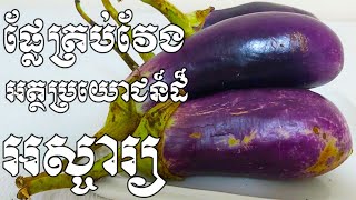 ផ្លែត្រប់វែងអត្ថប្រយោជន៏ដ៏អស្ចារ្យ៥យ៉ាងចំពោះសុខភាពរាង្គកាយ​  - Health Inform