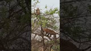 【搞笑实验室】老虎爬上树想吃猴子，结果出乎意料……