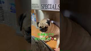 【パグ】冷房代わりに！？#パグ #pug #shorts #日常 #癒し #犬のいる暮らし