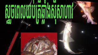 ត្រីឆ្លាំងសីុសាហាវ ស្ទូចពេលយប់