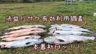 北海道石狩観光協会「浜益川サケ有効利用調査」本番初日〜参加しました♪