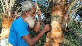 হারিয়ে যাচ্ছে খেজুরের রস আহরণ এবং খাওয়ার ঐতিহ্য।//Bangla Barta // বাংলা বার্তা