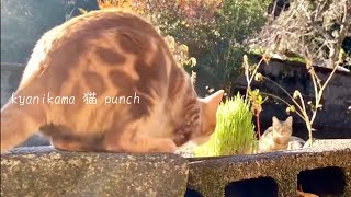 冬は冬の遊び方/猫庭vlog