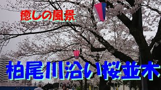 癒しの風景・柏尾川沿い桜並木