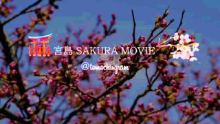 宮島の春の桜 Movie📽