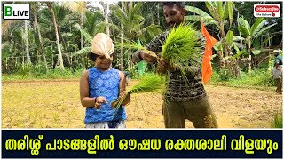 BLive Videos | തരിശ്ശ് പാടങ്ങളിൽ ഔഷധ രക്തശാലി വിളയും.