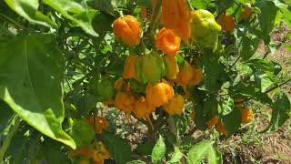 SemiStrani.it - Carolina Reaper Yellow