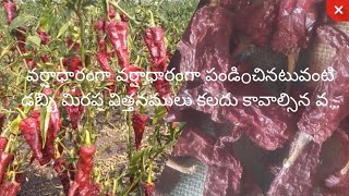 dabbi bayadigi chilli seeds వర్షాధారంగా పండినటువంటి  డబ్బీ బ్యాడిగీ మిరప విత్తనాలు కు c