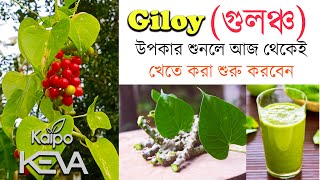 Keva Giloy Juice|Giloy Benifits In Bengali🍀 | গুলঞ্চ কি🤔 নিত্য সেবনে কি কি উপকার |Keva Family