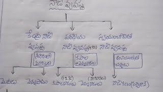 # జనరల్ సైన్స్ # నాడీ వ్యవస్థ - ముఖ్యమైన అంశాలు( అన్నీ పోటీ పరీక్షల కోసం)