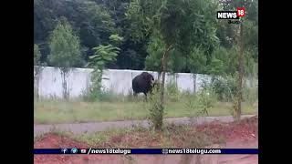 Viral Video : రోడ్డుపై అడవి దున్న | Wild boar | Kothagudem district  I News18 Telugu