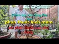 Pha thuốc tưới lá cho mai rừng luôn xanh tốt, Cry.appletree # 440