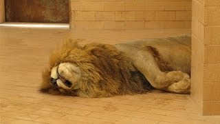 Dunya News-Lahore zoo's oldest lion passes away at the age of 16